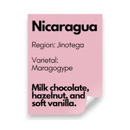 Maragogype coffee beans from 36th Parallel Specialty Coffee Roasters