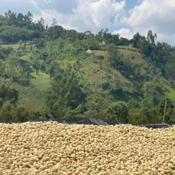 Blackwhite Espresso Decaf coffee beans from Artisti Coffee Roasters