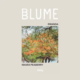 Nkara Peaberry coffee beans from Blume Coffee