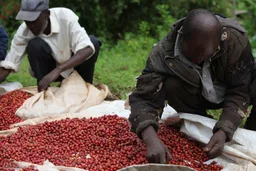 Kenyan Premium Blend coffee beans from By 6 Coffee Roasters