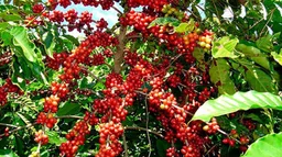 Premium Blend coffee beans from By 6 Coffee Roasters