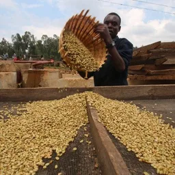 Haro Lebetu coffee beans from Central Coast Coffee