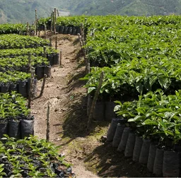 Las Moras coffee beans from Community Coffee Roasters