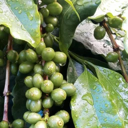 Bela Vista coffee beans from Constance Coffee