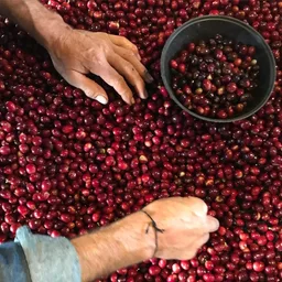Cata 82 coffee beans from Constance Coffee