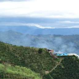 El Desarrollo coffee beans from Constance Coffee