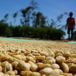 El Motmot Decaf coffee beans from Constance Coffee
