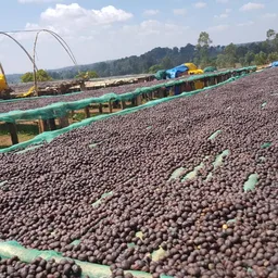 Harosema coffee beans from Constance Coffee