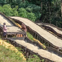 Karatina coffee beans from Constance Coffee