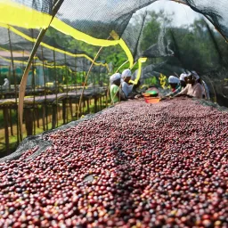 Rachia coffee beans from Constance Coffee