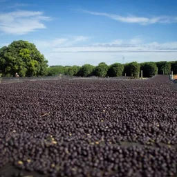 São Silvestre coffee beans from Constance Coffee