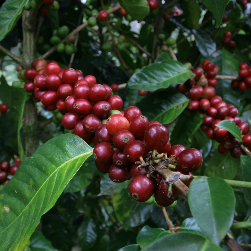 Matagalpa coffee beans from Double Roasters Coffee