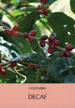 Colombia Decaf coffee beans from Elementary Coffee