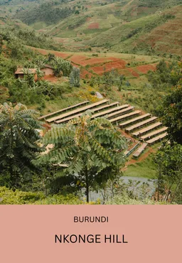 Nkonge Hill coffee beans from Elementary Coffee