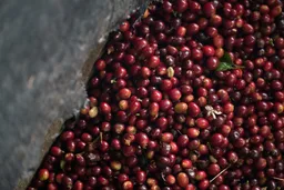 Finca El Mirador coffee beans from Fiendish Brew