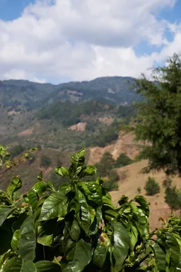 Finca Talquesalar - Geisha coffee beans from Fiendish Brew