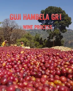 Guji Hambela GR1 coffee beans from Gigante
