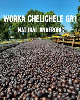 Worka Chelichele GR1 coffee beans from Gigante