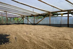 Huila - Decaf coffee beans from Good Seeds Coffee Roastery