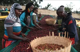 Jabanto coffee beans from Grace And Taylor