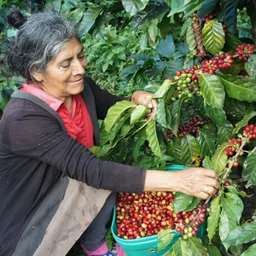 Casa Guaxupé Co-Operative coffee beans from Happy Farmer Organics