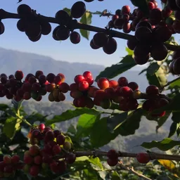 El Boqueron coffee beans from Happy Farmer Organics