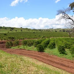 Endebess coffee beans from Happy Farmer Organics