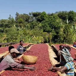 Guji coffee beans from Happy Farmer Organics