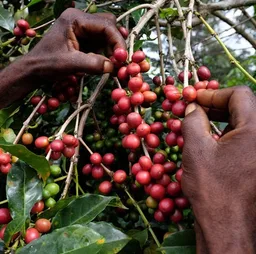Keromine "B" coffee beans from Happy Farmer Organics