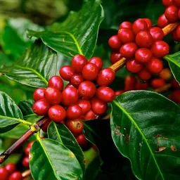 Nepal Organic Arabica coffee beans from Happy Farmer Organics