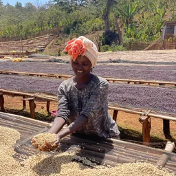 Yirgacheffe coffee beans from Happy Farmer Organics