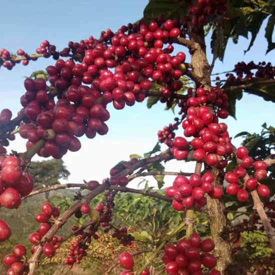 Seasonal Filter Blend coffee beans from Karon Farm Coffee