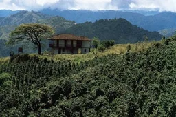 Cauca coffee beans from Lime Blue Coffee