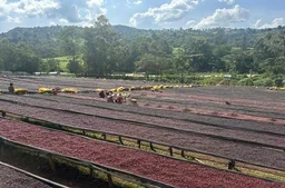 Karamo coffee beans from Lime Blue Coffee