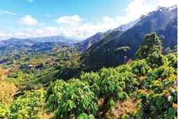 Chanchamayo Grade 1 coffee beans from Lime Blue Coffee