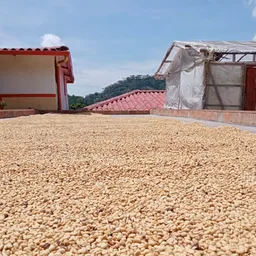 Anahy coffee beans from Little Cove Coffee