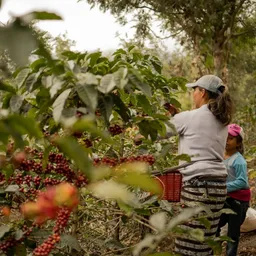 Santa Rosa Ayarza coffee beans from Little Cove Coffee