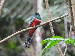 Larecaja - Bird Friendly Program coffee beans from Little Fish Coffee Roasters