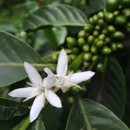 Riripa Mewa - Washed Organic G2 coffee beans from Little Fish Coffee Roasters