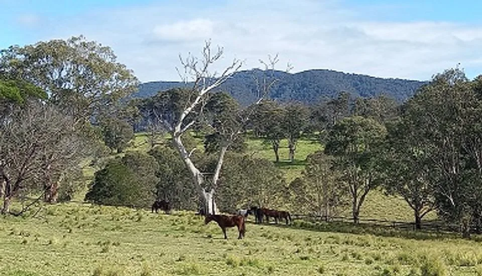 Winters day horses looking over Mount Dromedary