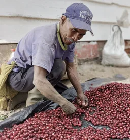 Geisha · Salvador coffee beans from Neighbourhood Coffee Roasters