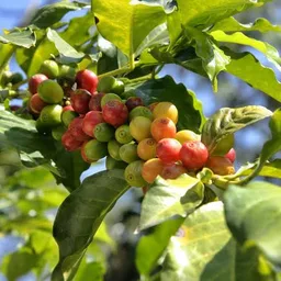 Guji Chebega Natural Grade coffee beans from Neighbourhood Coffee Roasters