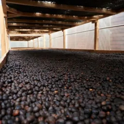 Manos Juntas Micromill coffee beans from Neighbourhood Coffee Roasters