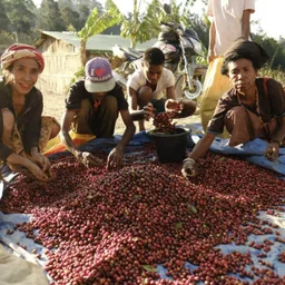 Sakoko coffee beans from Neighbourhood Coffee Roasters