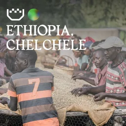 Chelchele · Espresso coffee beans from Padre Coffee