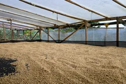 Decaf de Cana coffee beans from Passport Specialty Coffee Roaster