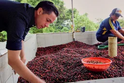 El Diviso Ombligon coffee beans from Passport Specialty Coffee Roaster