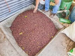 El Jardin Geisha Ducuara coffee beans from Passport Specialty Coffee Roaster