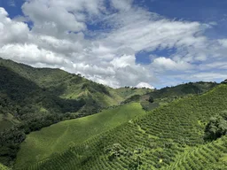Las Moras coffee beans from Passport Specialty Coffee Roaster