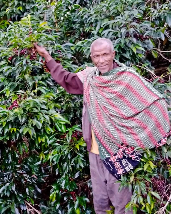 Ocholo Bedecho · Filter coffee beans from Passport Specialty Coffee Roaster
